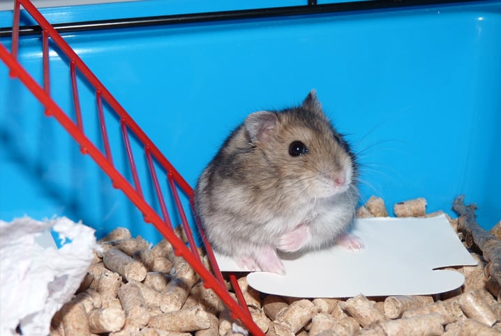 Como escolher a gaiola ideal para hamster anão russo?