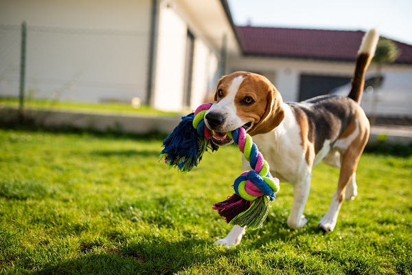 Como fazer brinquedos para cachorro