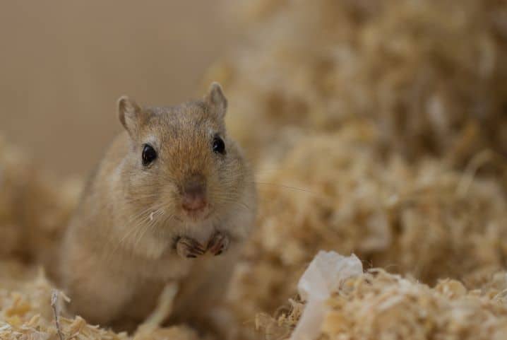 Como fazer terrário para gerbil: as melhores dicas