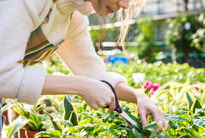 Como plantar inhame: confira o passo a passo