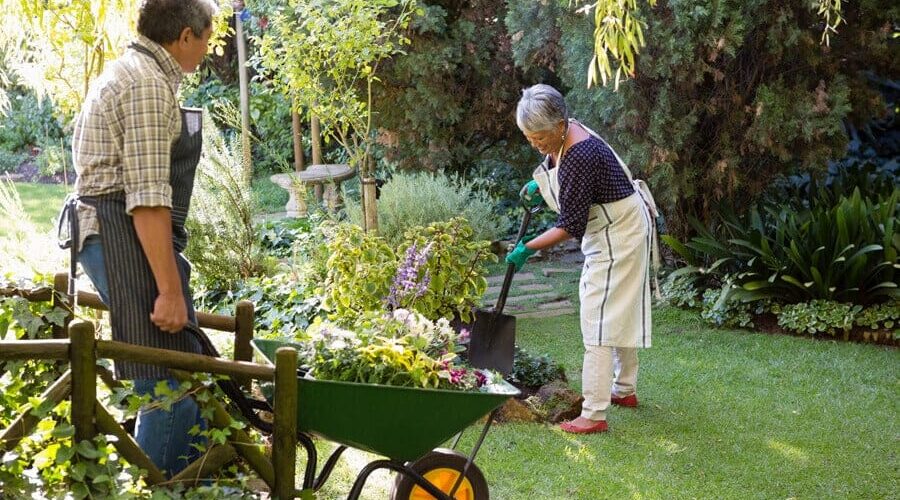 Como plantar vagem de metro? Descubra as etapas do cultivo