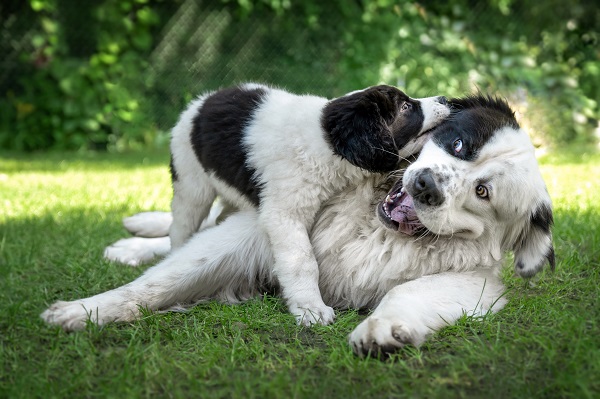 Como saber a idade do cachorro