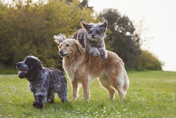 Como socializar cães adultos