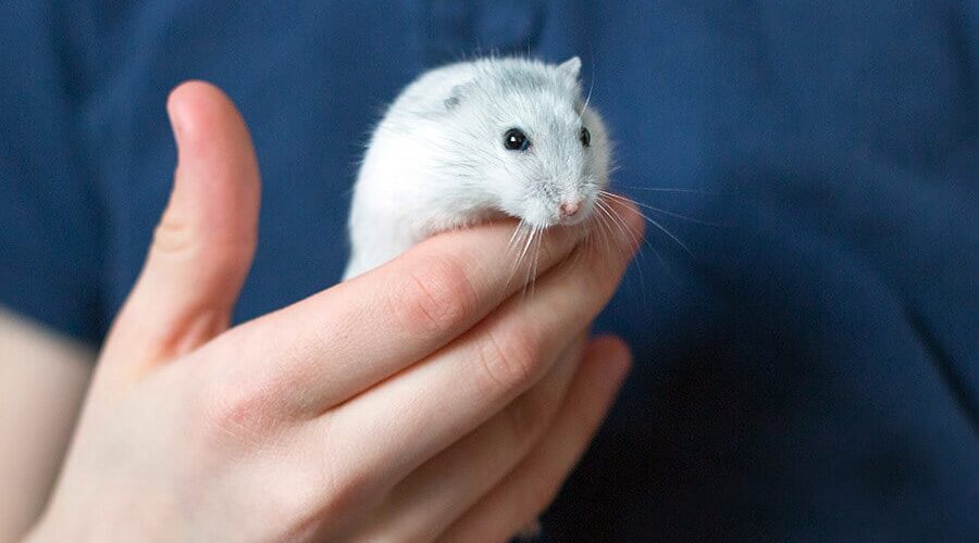 Conheça alguns nomes para hamster anão russo