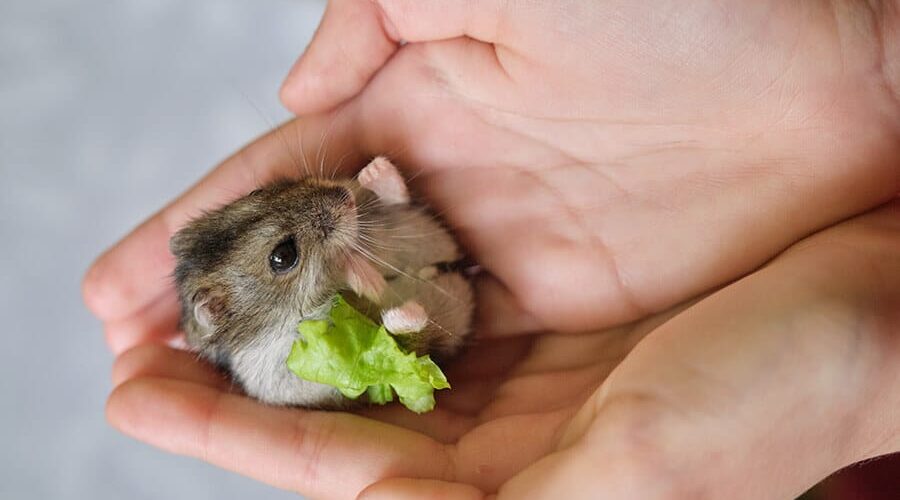 Conheça as principais cores do hamster anão russo