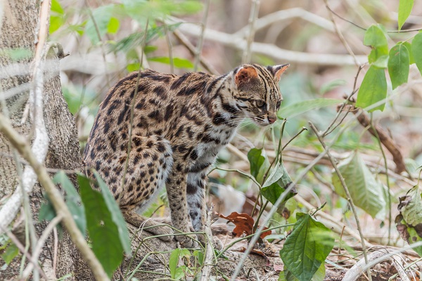 Conheça cinco felinos que parecem gatos