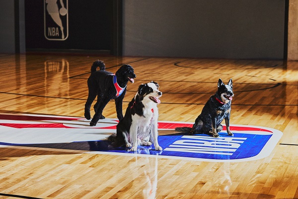 Em parceria, Petlove e NBA lançam coleção de acessórios para cães