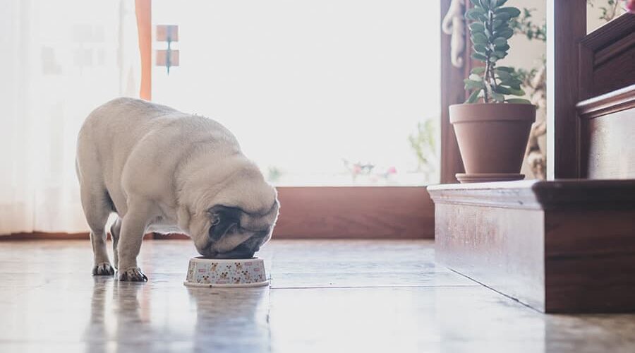 Entenda se o cachorro pode comer hortelã