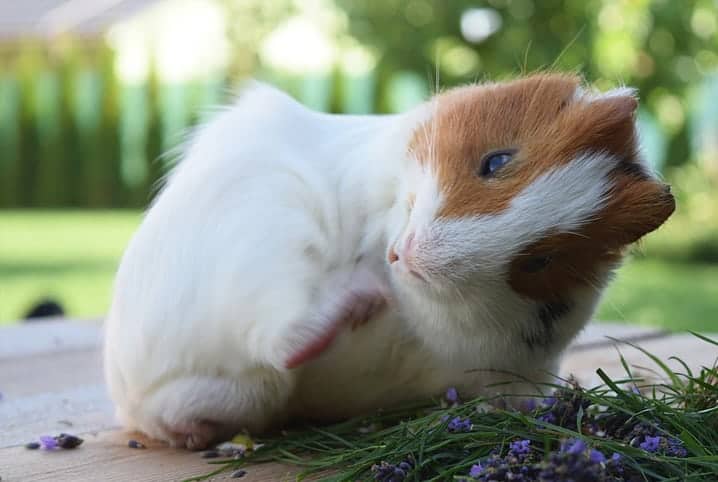 Entenda se o porquinho-da-índia pode comer morango ou não