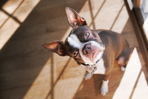 Falar com voz fina com o cachorro melhora a relação?