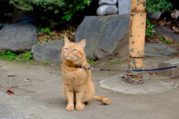 Gato pode andar de coleira?