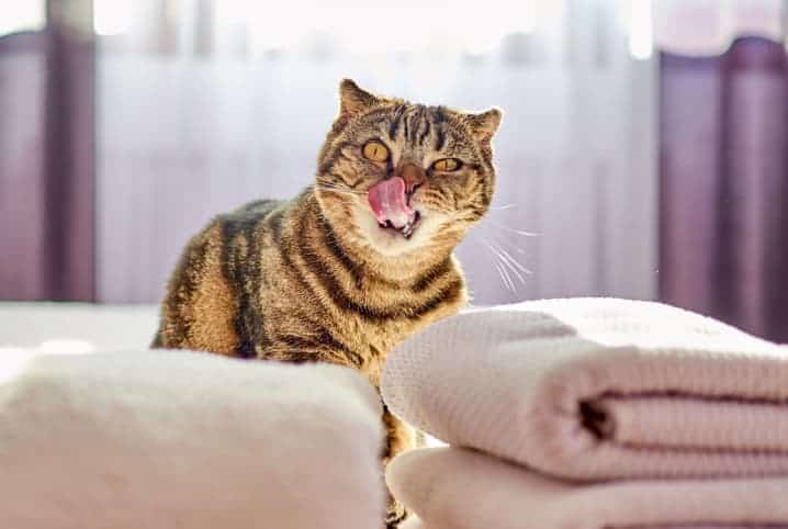 Gato pode comer peixe? Descubra se o alimento está liberado!