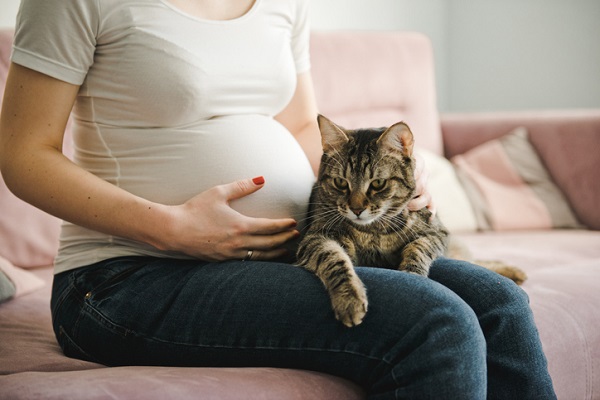 Gato pode ficar perto de grávida?