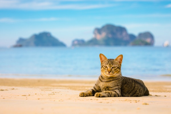 Gato pode ir para praia?