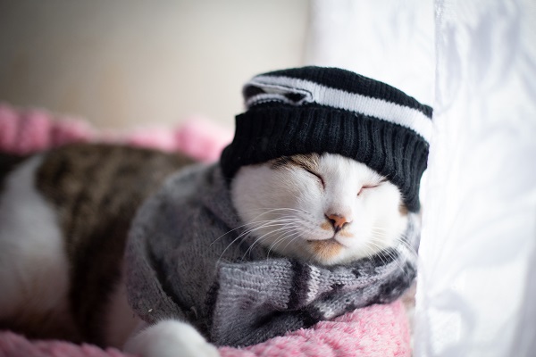 Gato pode morrer de frio?