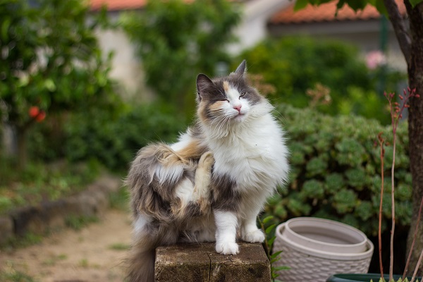 Gato pode pegar carrapato?