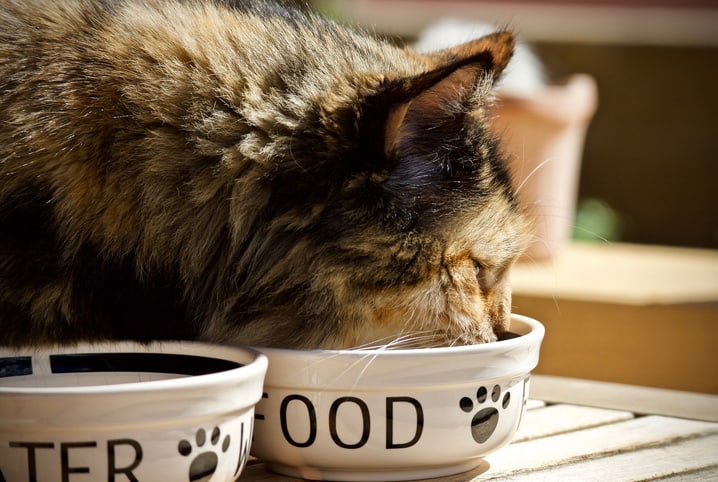 Gato pode tomar Danone? Saiba o que o bichano pode comer!