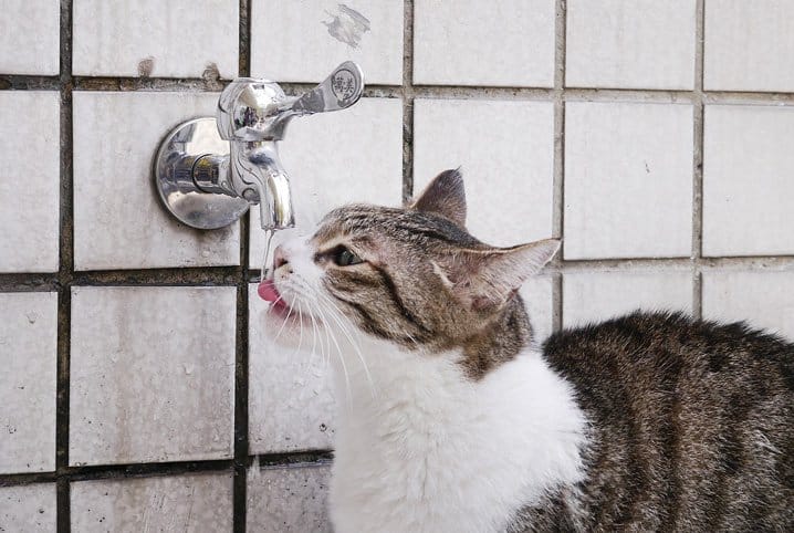 Gato pode tomar água da torneira? Descubra como hidratar seu bichano