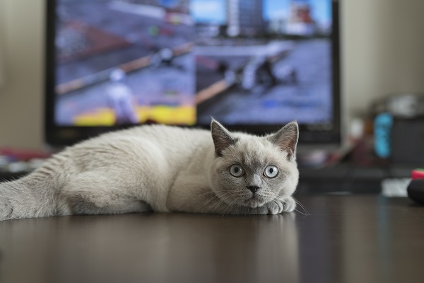 Gato pode ver TV?