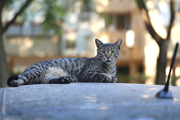 Gatos que parecem tigres