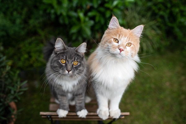 Gatos reconhecem nomes de outros felinos e de seus tutores, revela estudo