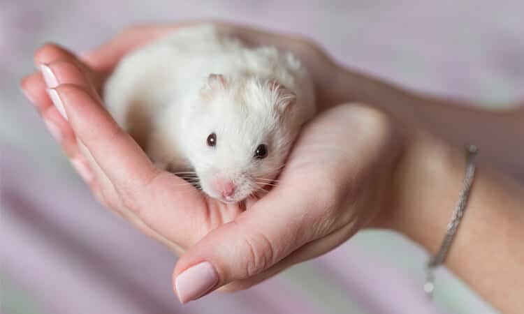 Hamster pode comer pepino? Descubra se o alimento faz mal para o pet!