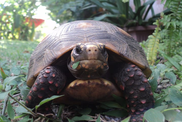 Mordida de tartaruga: ela também pode morder?