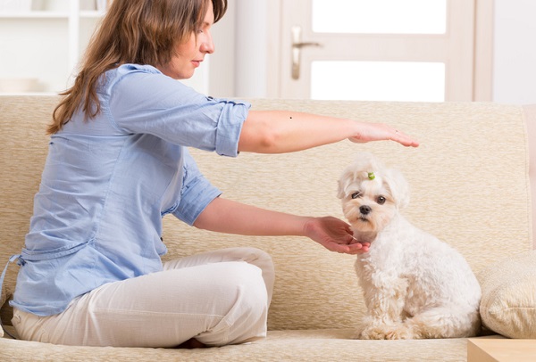 O que é a medicina veterinária integrativa?