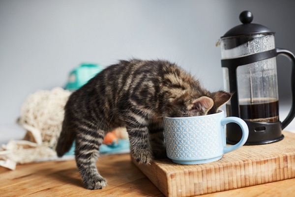 O que os gatos podem beber?