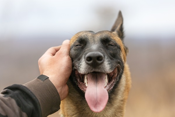 Onde fazer carinho no cachorro?