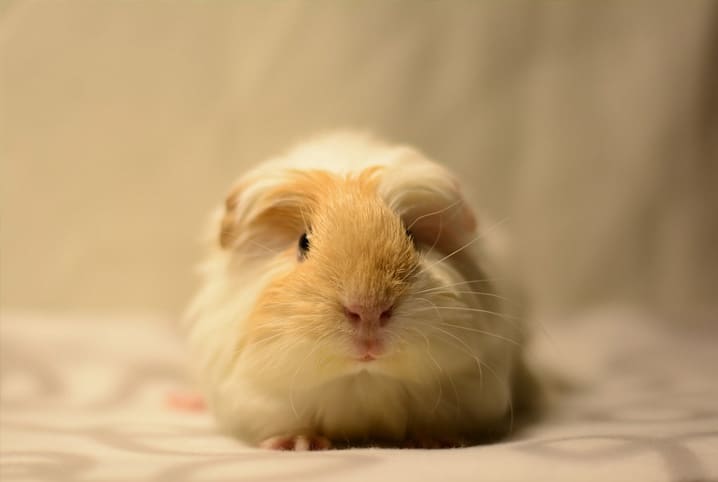 Porquinho-da-índia pode comer abobrinha? Descubra aqui!