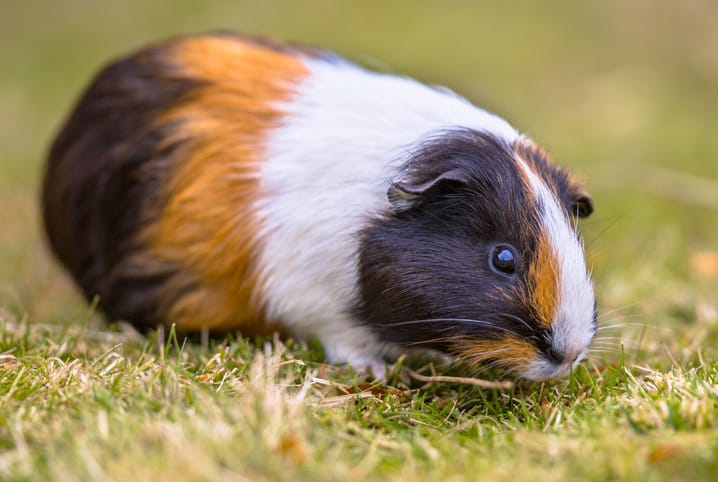 Porquinho-da-índia pode comer repolho? Descubra aqui