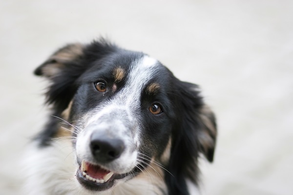 Qual o cachorro mais inteligente do mundo?