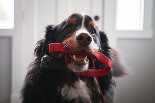 Qual o melhor tipo de coleira para o seu cachorro?