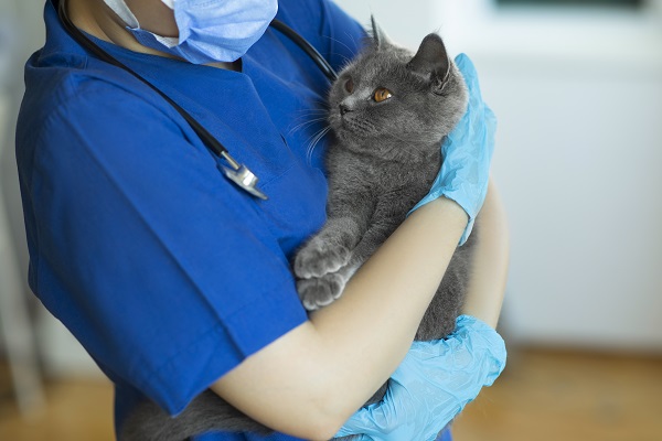 Quem cuida do seu gato?