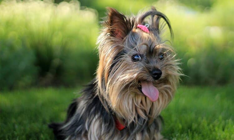 Saiba quanto tempo vive um cachorro Yorkshire