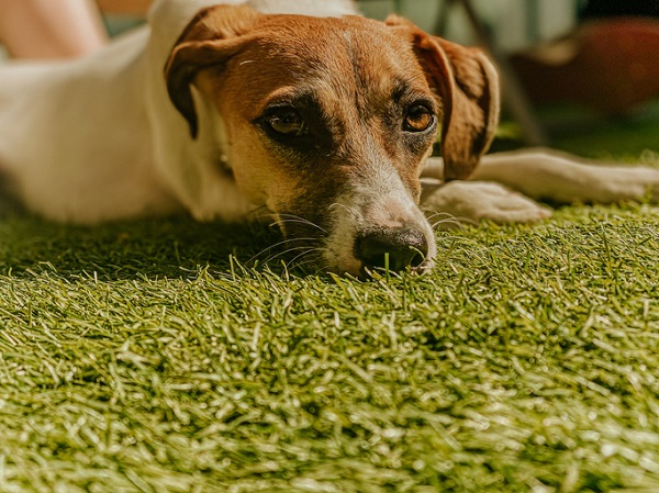 Será que existe mesmo um cão dos sonhos?