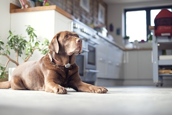 Uma ótima forma de entender a saúde e o bem-estar do seu cão