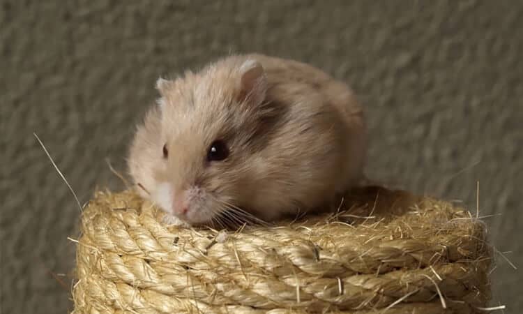 Você sabe como descobrir a idade de hamster?