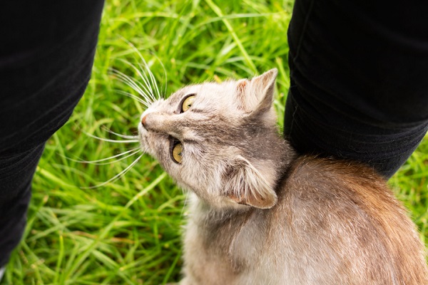 Você sabe o que é feromônio felino?