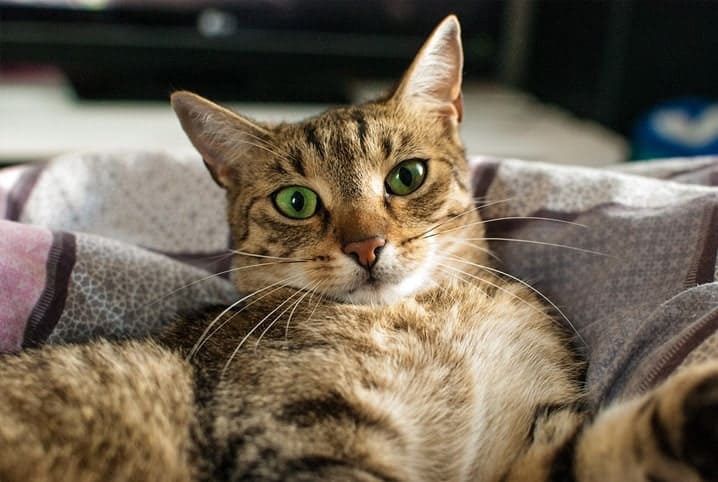 Você sabe se gato pode comer carne? Descubra já!