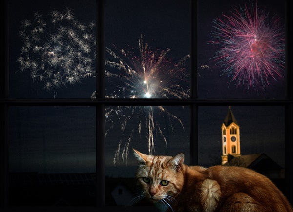 4 dicas para acalmar gatos com medo de fogos