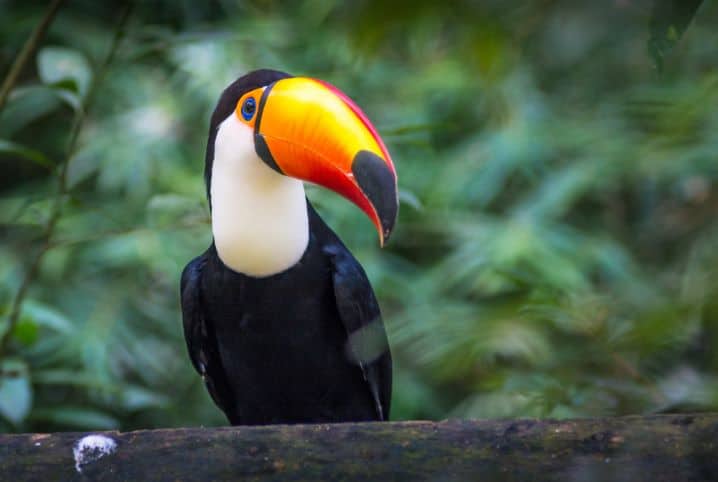 Animais selvagens: lindos e soltos no próprio habitat