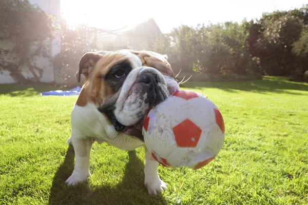 Cachorro soluçando: o que você precisa saber e fazer