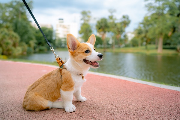 Como colocar coleira em cachorro?