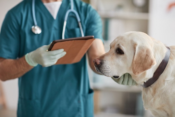 Como diminuir o estresse do cachorro na ida ao veterinário?