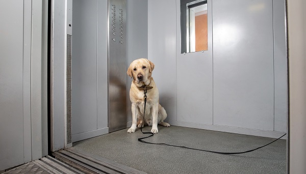 Como ensinar o cachorro a andar de elevador