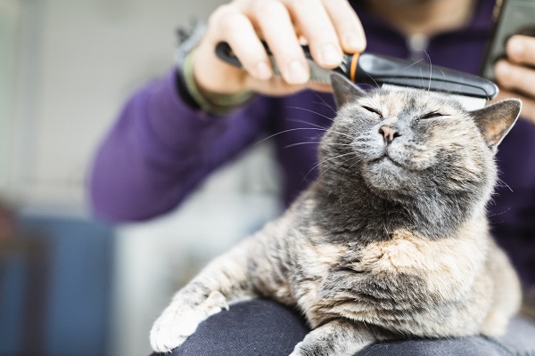 Dicas para pentear seu gato