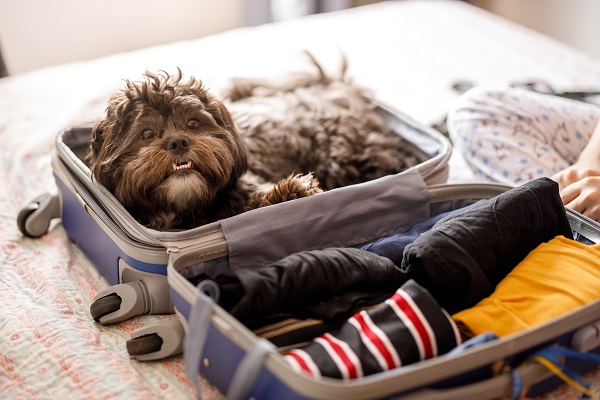 Dicas para viajar com seu pet nas férias