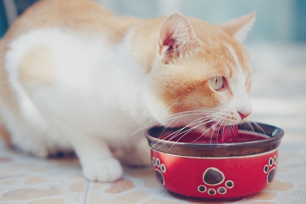 Gato pode beber água gelada?